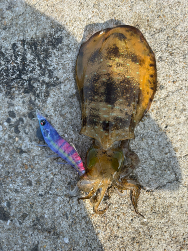 アオリイカの釣果