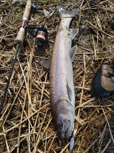 アメマスの釣果