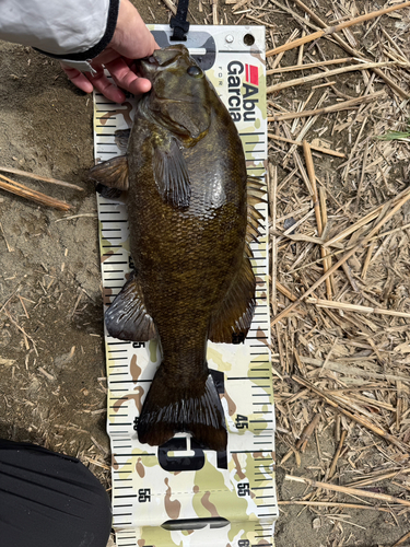 スモールマウスバスの釣果