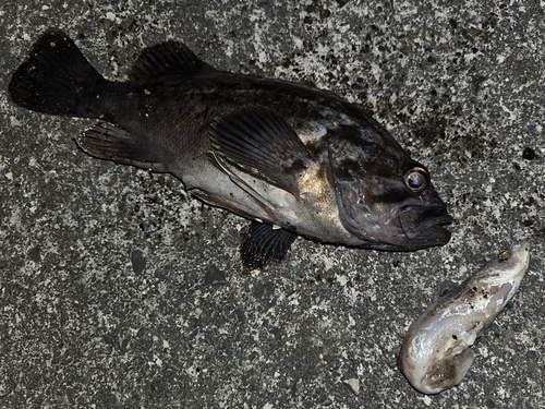 クロソイの釣果