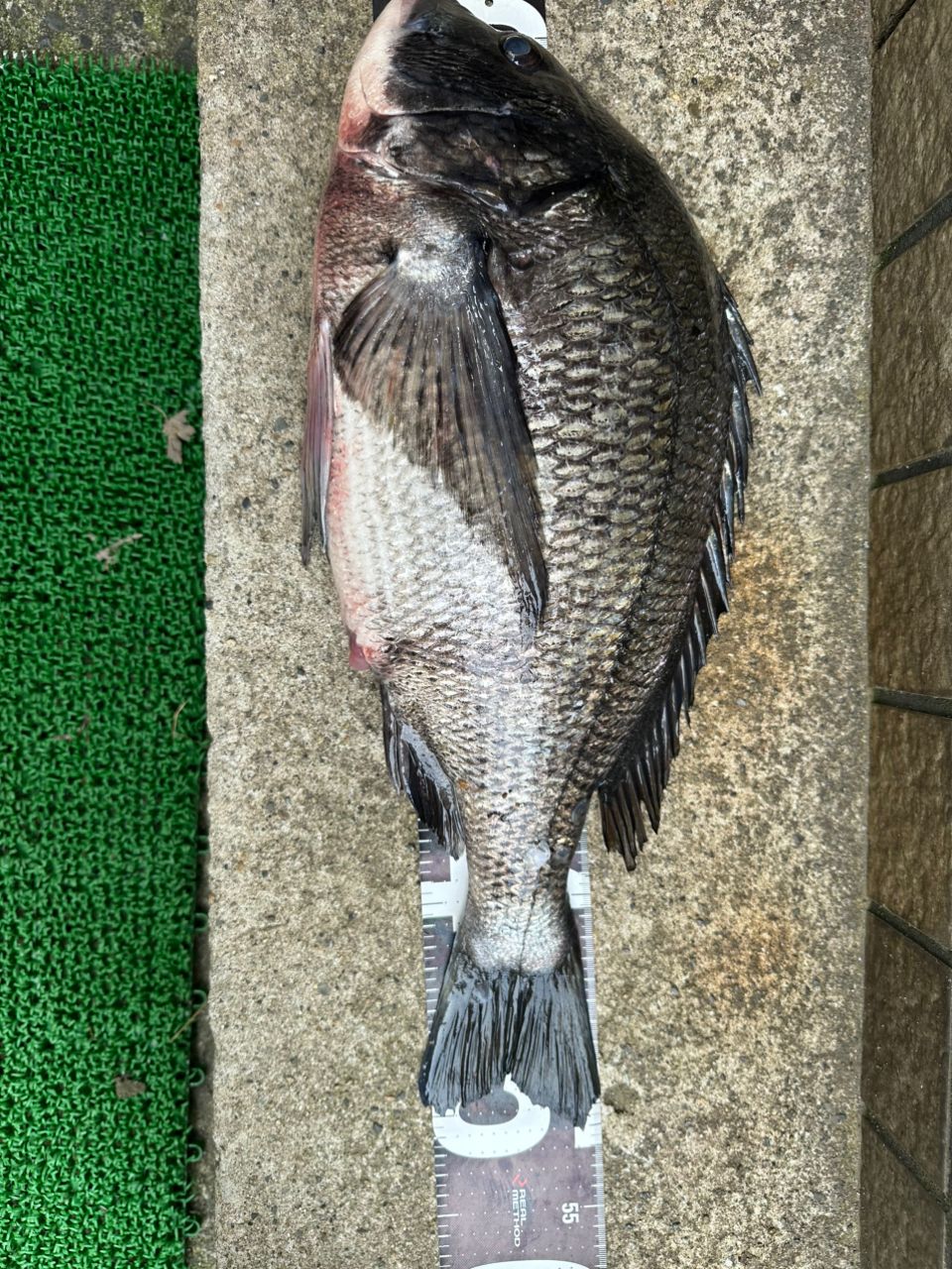 クロダイ