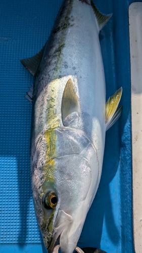 ハマチの釣果