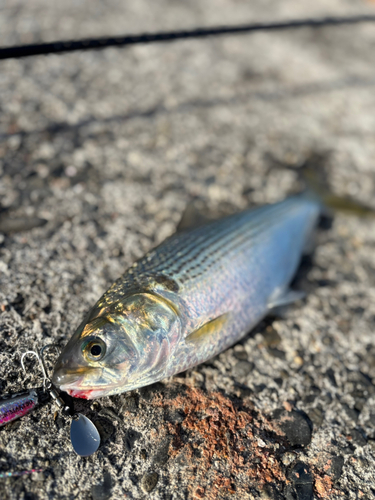 コノシロの釣果