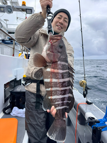 マハタの釣果