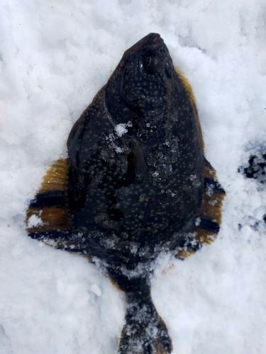 カワガレイの釣果