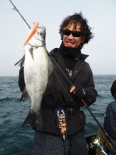 ヒラスズキの釣果