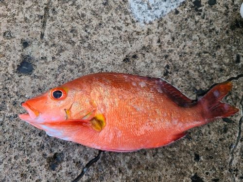 ヒメフエダイの釣果