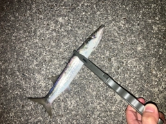 アカカマスの釣果