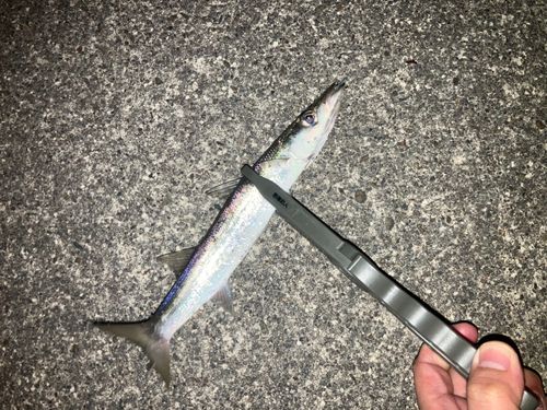 アカカマスの釣果