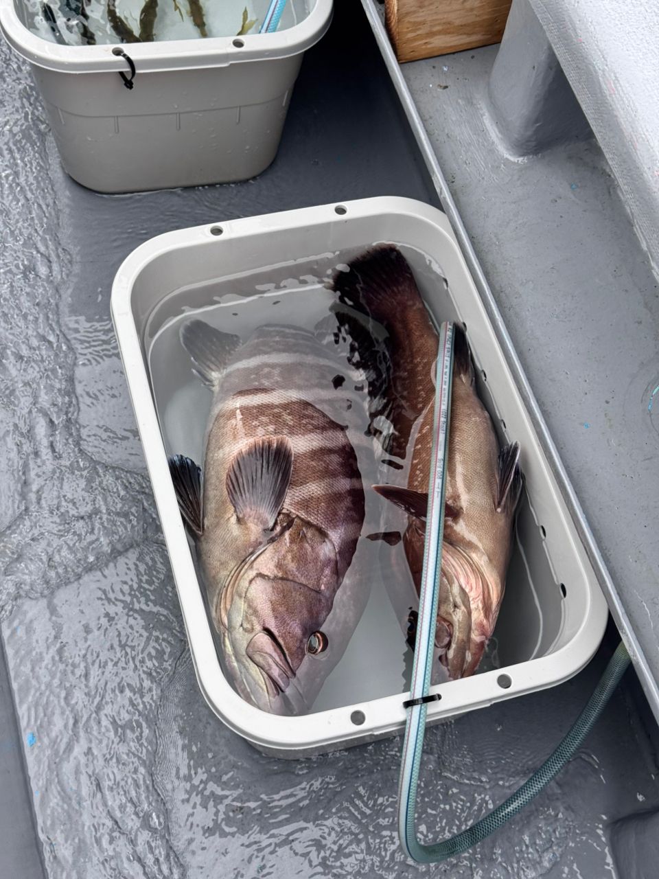 TATSUYA@SHINSHOUMARUさんの釣果 2枚目の画像