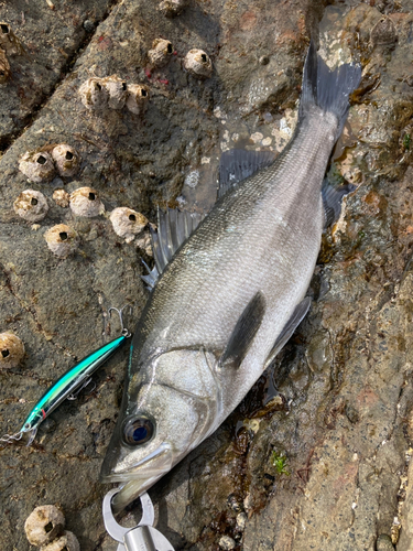 ヒラスズキの釣果