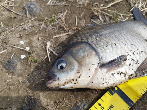 ヘラブナの釣果