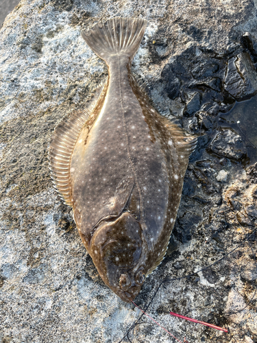 ホッケの釣果