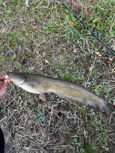 マナマズの釣果