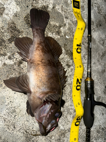 メバルの釣果