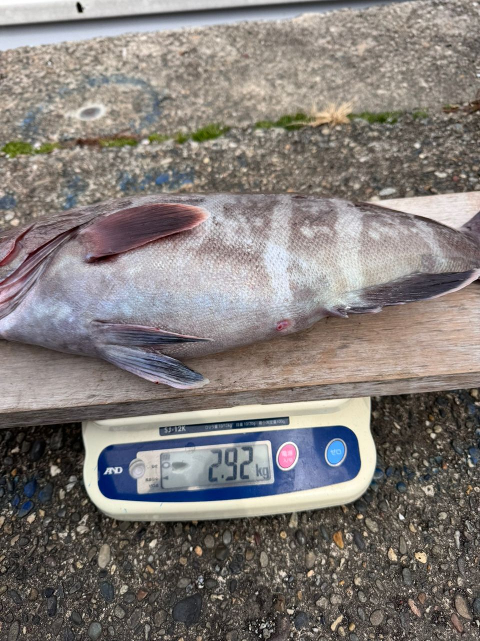 TATSUYA@SHINSHOUMARUさんの釣果 2枚目の画像