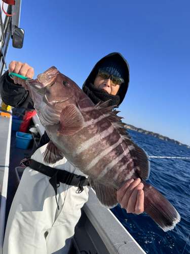 マハタの釣果