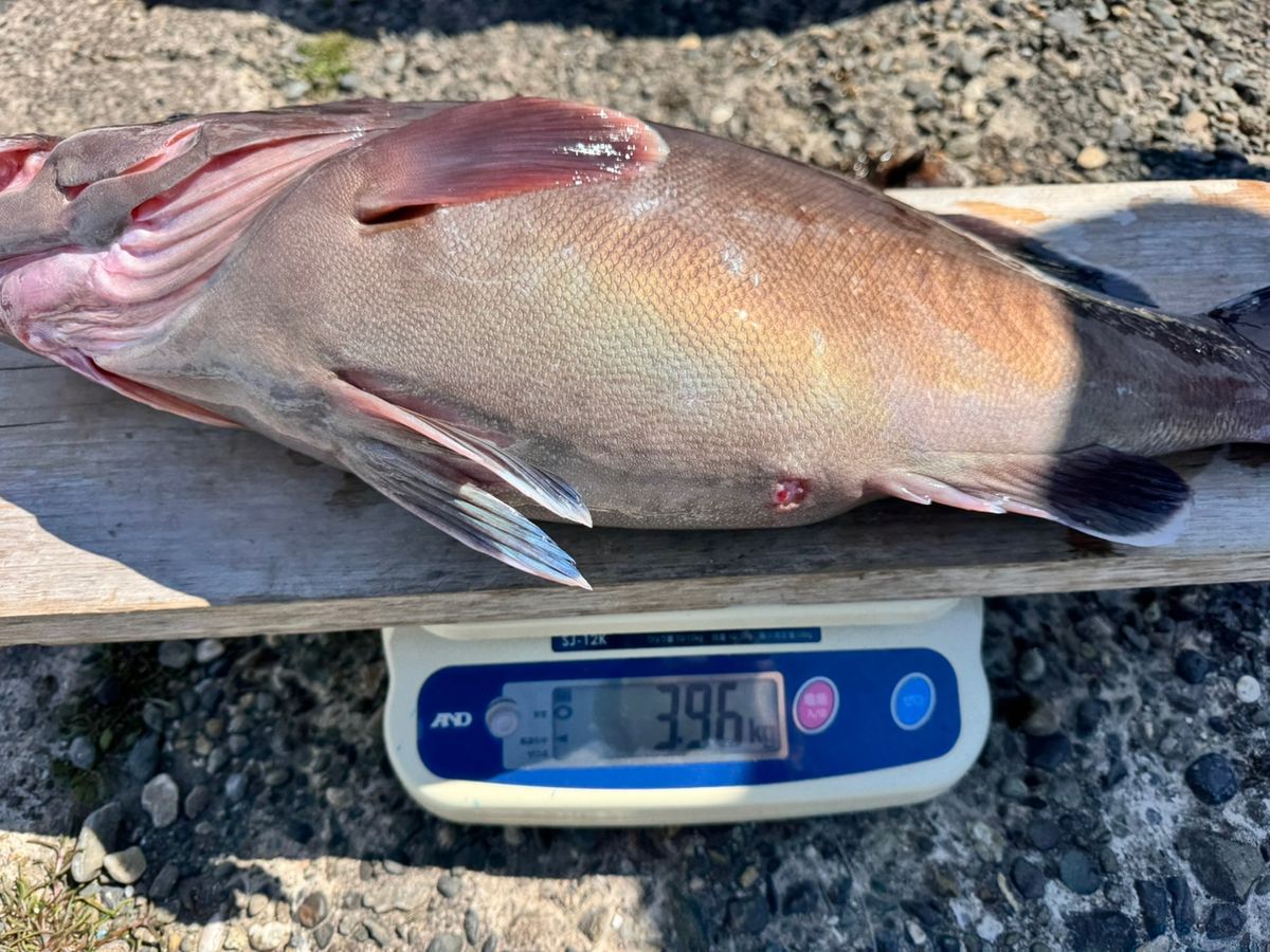 TATSUYA@SHINSHOUMARUさんの釣果 2枚目の画像