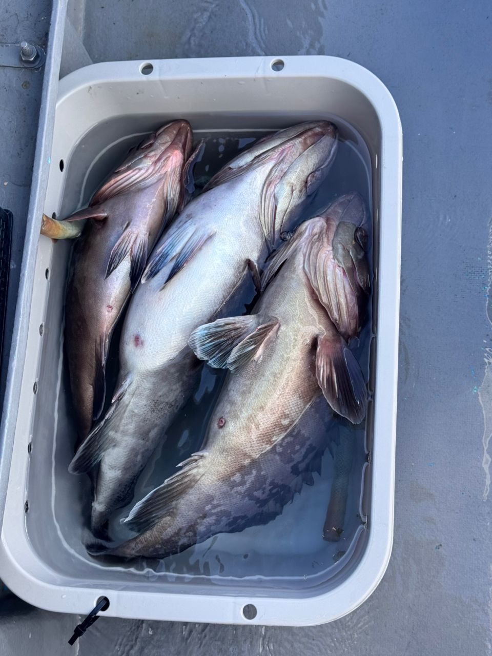 TATSUYA@SHINSHOUMARUさんの釣果 3枚目の画像