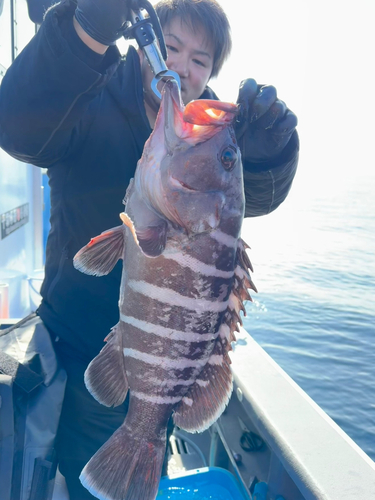 マハタの釣果