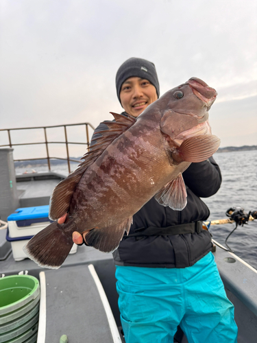 マハタの釣果