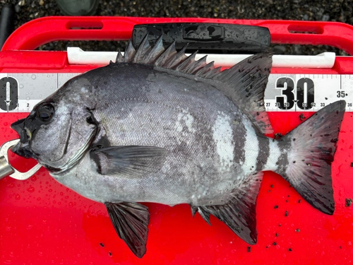 イシダイの釣果