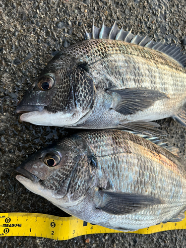 クロダイの釣果