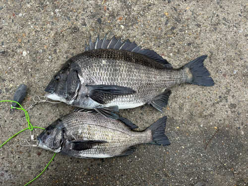 クロダイの釣果