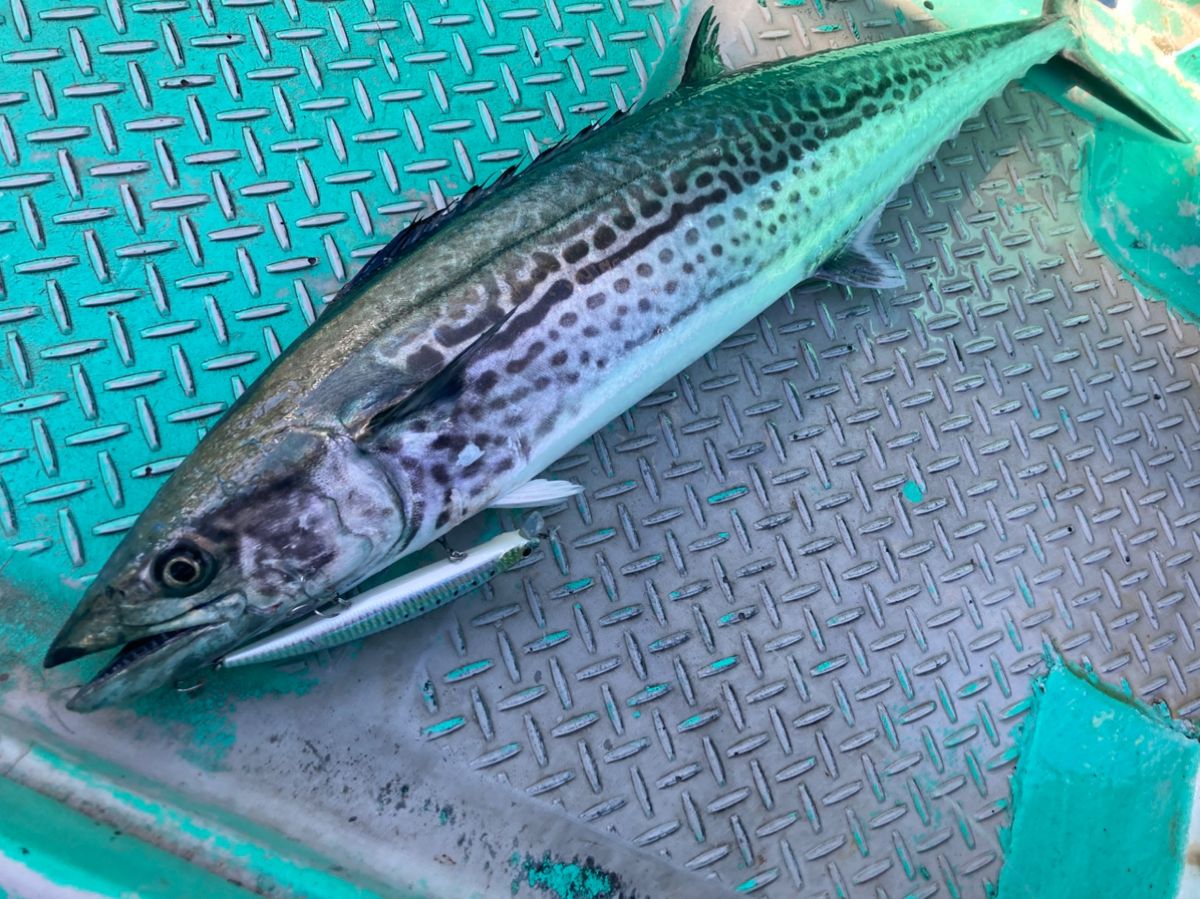 YOBOさんの釣果 1枚目の画像