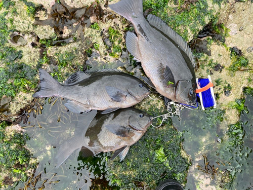 メジナの釣果