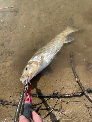 ニゴイの釣果