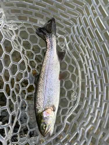 ニジマスの釣果