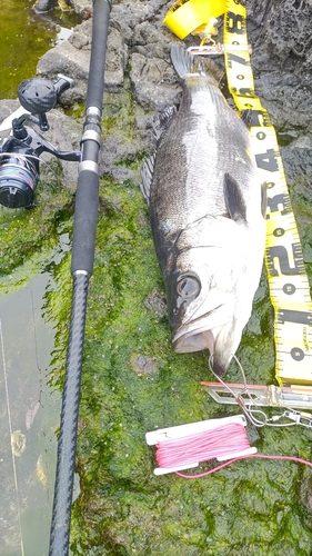 ヒラスズキの釣果