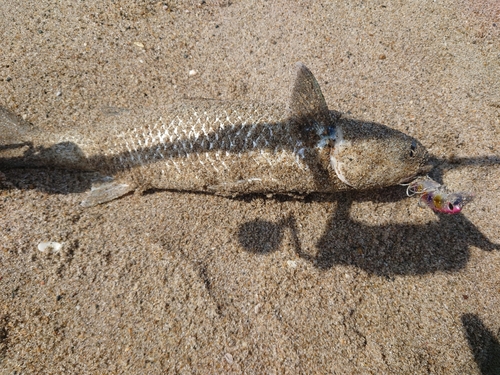 ボラの釣果