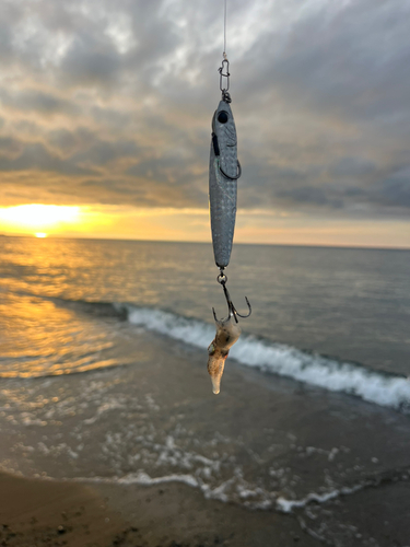 イカの釣果