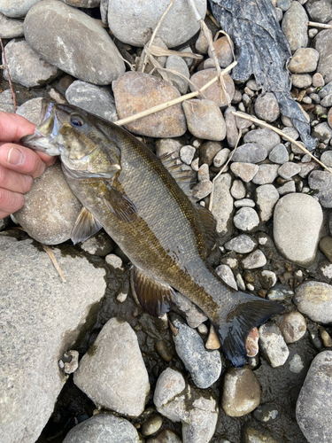 スモールマウスバスの釣果