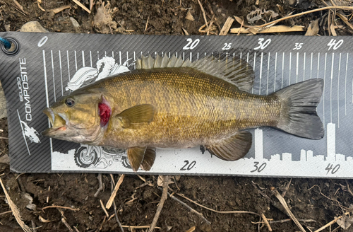 スモールマウスバスの釣果