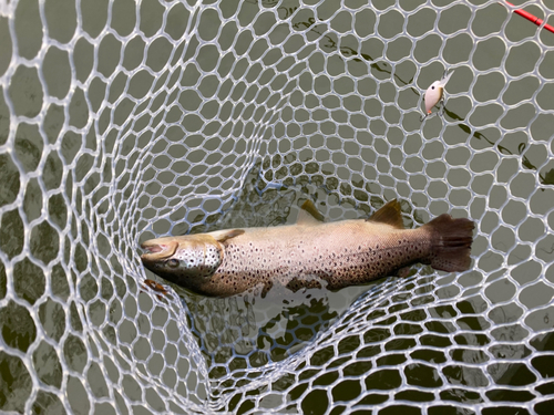 ブラウントラウトの釣果