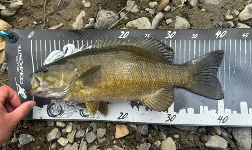 スモールマウスバスの釣果