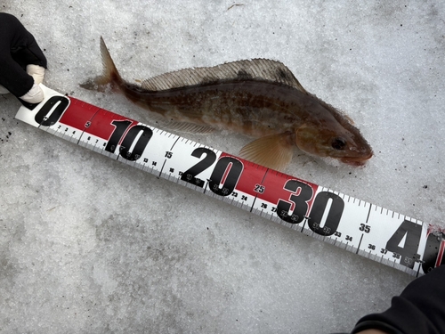 ホッケの釣果