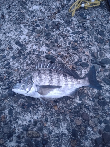 クロダイの釣果