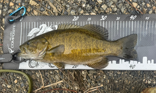 スモールマウスバスの釣果