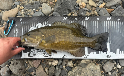 スモールマウスバスの釣果