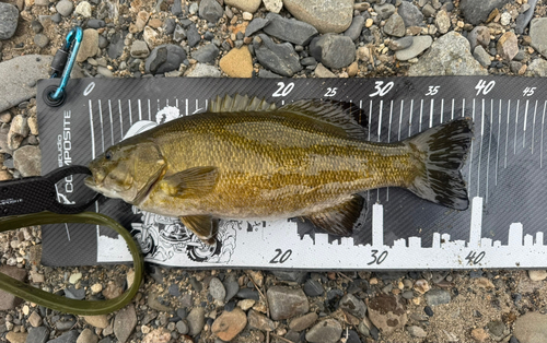 スモールマウスバスの釣果