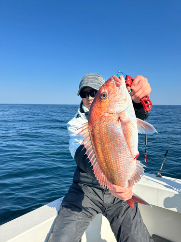 マダイの釣果