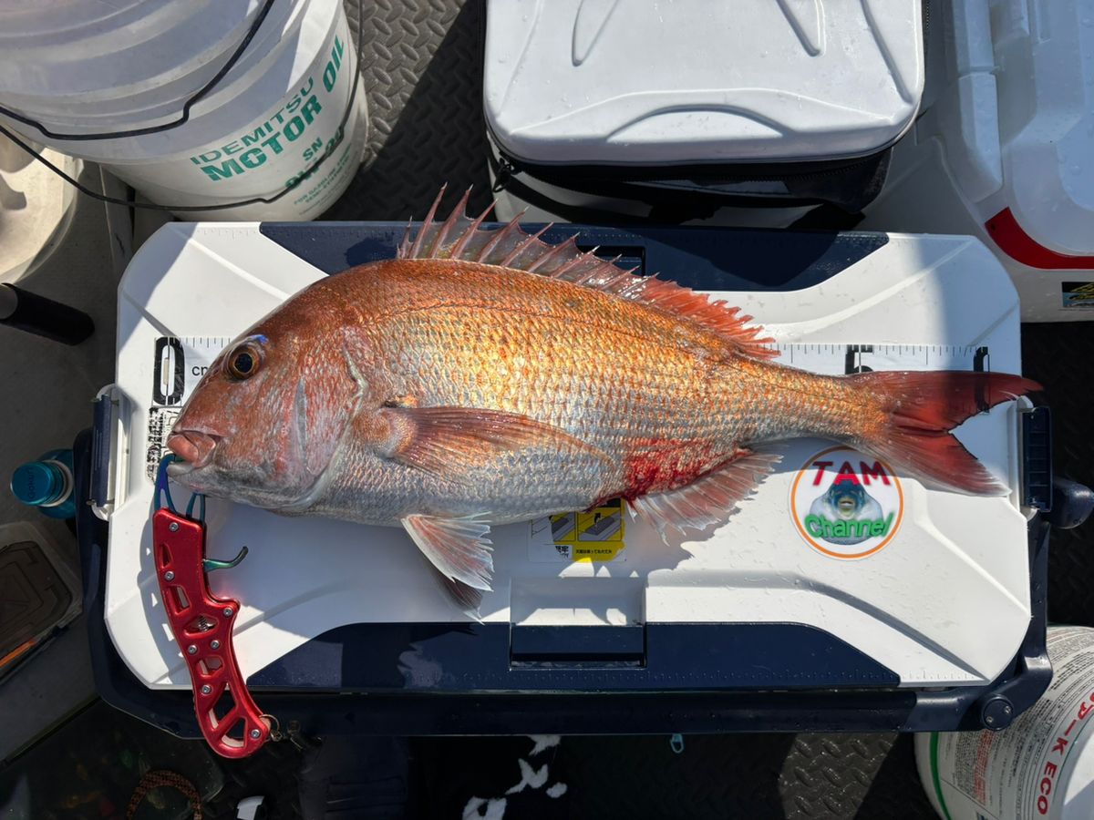 TamChannelさんの釣果 2枚目の画像