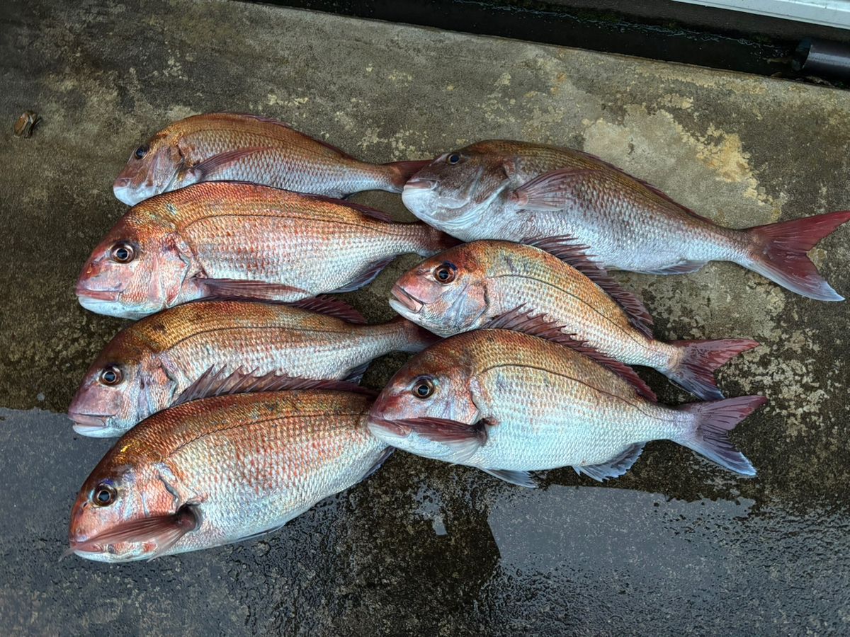 TamChannelさんの釣果 3枚目の画像