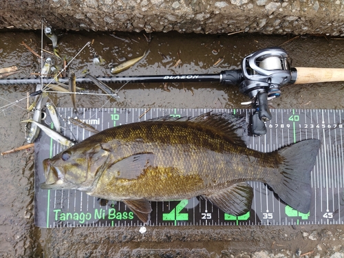 スモールマウスバスの釣果