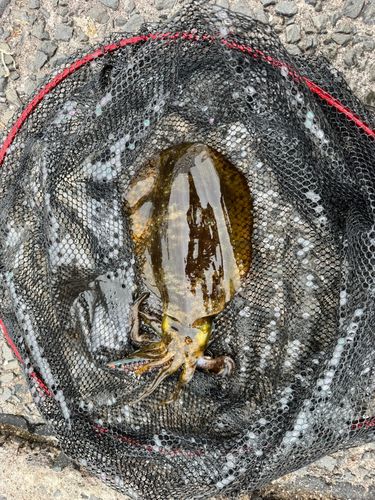 ミズイカの釣果