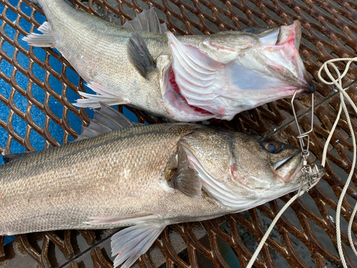 スズキの釣果